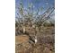 Beautiful orchard featuring trees in full bloom, creating a serene and inviting atmosphere at 7230 Fresh Harvest Ave, Las Vegas, NV 89131