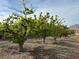 This property boasts rows of healthy trees set against a picturesque mountain backdrop at 7230 Fresh Harvest Ave, Las Vegas, NV 89131