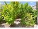 Private backyard with lush trees and plants, creating a serene and secluded outdoor oasis at 151 Duckhook Ave, Las Vegas, NV 89148