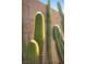Close up of tall desert cacti with blurred brick fence in background at 2508 Faiss Dr, Las Vegas, NV 89134