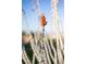 Ocotillo blooms show off the beauty of this arid landscape at 2508 Faiss Dr, Las Vegas, NV 89134