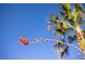 Close up of a desert plant, showing the bright blue sky in the background at 2508 Faiss Dr, Las Vegas, NV 89134