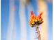 Close up photograph of a desert blooming plant with a blue sky background at 2508 Faiss Dr, Las Vegas, NV 89134