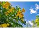 Lovely close-up of vibrant yellow flowers against a bright blue sky at 8346 Vinamala Ave, Las Vegas, NV 89149