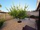 Serene backyard featuring pea gravel, desert landscaping, and mature trees at 6746 Shelter Ln, Las Vegas, NV 89103