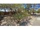 Backyard with mature trees, desert landscaping, and rock garden offering serene outdoor space at 710 Tomahawk Ct, Pahrump, NV 89060