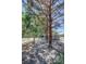 Backyard featuring mature trees and gravel landscaping offers a serene outdoor setting at 710 Tomahawk Ct, Pahrump, NV 89060