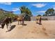 Multiple horses in the outdoor enclosure, showing ample space and shelter in the area at 7675 Butterscotch Ct, Las Vegas, NV 89131
