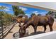 Horses enjoying the outdoors with shelter; ample space for their comfort and care at 7675 Butterscotch Ct, Las Vegas, NV 89131