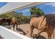 View of multiple horses in the outdoor enclosure, showing the space and comfort provided at 7675 Butterscotch Ct, Las Vegas, NV 89131