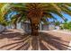 Exterior of home with gravel landscaping and shade from a large palm tree at 3158 Brockington Dr, Las Vegas, NV 89120