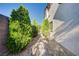 Well-maintained side yard features lush greenery and a stone walkway, enhancing the home's curb appeal at 1013 Brinkman St, Las Vegas, NV 89138