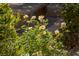 Close-up of off-white roses growing in the landscaped garden, enhanced by nearby stone bench and foliage at 17 Winding Rd, Henderson, NV 89052