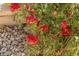 Close-up view of vibrant red roses growing in the landscaped garden of the property at 17 Winding Rd, Henderson, NV 89052
