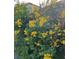 Close-up of a lush bush filled with bright yellow flowers, showcasing the garden's beauty at 2279 Pacini Ct, Henderson, NV 89052