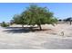 Spacious yard offers plenty of room to enjoy the outdoors with mature trees at 2201 E Dandelion St, Pahrump, NV 89048