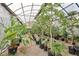 A variety of potted plants thriving inside the greenhouse, with filtered light above at 55 Siddall Ave, Las Vegas, NV 89183