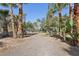 Landscaped lot with towering palm trees, desert landscape, and desert plants at 55 Siddall Ave, Las Vegas, NV 89183