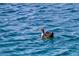 Scenic lake view featuring a duck swimming in a beautiful waterfront property at 2537 Seascape Dr, Las Vegas, NV 89128