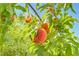 Close-up of a tree branch full of ripe peaches, a symbol of homegrown goodness and natural beauty at 9784 Kodiak Island Ct, Las Vegas, NV 89141