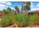 Lush backyard with newly planted garden, framed by a privacy wall and mature trees at 3753 Meadowcrest Dr, Las Vegas, NV 89121
