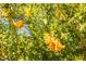 Beautiful greenery featuring bright yellow trumpet vine blossoms against a blue sky at 1844 Ghost Trace Ave, Las Vegas, NV 89183