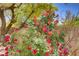 Abundant rose bushes bloom in the backyard, creating a vibrant and colorful garden landscape at 5240 Adorato Dr, North Las Vegas, NV 89031