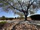 Scenic view of a mature tree in a landscaped community area, showcasing well-maintained grounds and greenery at 4351 Hera Temple Ave, North Las Vegas, NV 89031