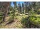 Wooded backyard with lush greenery and mature trees at 4581 Aspen Ave, Mount Charleston, NV 89124