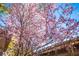 Beautiful flowering tree, creating a picturesque and inviting outdoor space at 15 Emerald Dunes Cir, Henderson, NV 89052