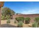 Enjoy the desert landscaping in the backyard with mature trees, shrubs, and clear mountain views at 3544 Tack St, Las Vegas, NV 89122