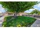 Well-maintained lawn and mature tree accent the exterior of this inviting single-story home with a tidy fence at 3463 Haverford Ave, Las Vegas, NV 89121