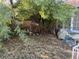 Overgrown backyard with mature trees and bushes, providing shade at 4928 E Philadelphia Ave, Las Vegas, NV 89104
