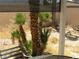 Secluded patio area with mature palm trees, offering privacy and a tranquil outdoor space at 6325 Burgundy Way, Las Vegas, NV 89107