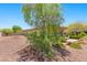 Backyard featuring desert landscaping and mature trees at 3048 Red Arrow Dr, Las Vegas, NV 89135