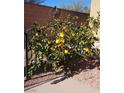 Lemon tree laden with fruit in the backyard at 5635 Exotic Rosette Ave, Las Vegas, NV 89139