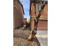 Gravel side yard with a damaged tree and a glimpse of a gated area at 11185 Saddle Iron St, Las Vegas, NV 89179