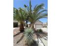 Landscaped front yard with palm trees, providing a tropical feel to the property's exterior at 2341 Celestial Moon St, Henderson, NV 89044