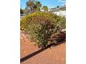 Exterior shot of colorful landscaping, including lush plants with vibrant red and yellow blooms at 4690 San Benito St, Las Vegas, NV 89121