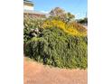 Exterior view of desert landscaping with green and flowering plants at 4690 San Benito St, Las Vegas, NV 89121