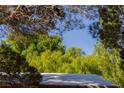 Lush greenery frames a serene view, showcasing mature trees and a tranquil atmosphere on a sunny day at 14525 Heyer Way, Las Vegas, NV 89161