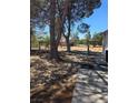 Side view of the backyard with trees, ladder, and outbuilding at 626 Kimberly Ave, Pahrump, NV 89060