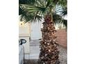 Home's front entrance with a palm tree and a white security screen door at 4363 Pittsfield St, Las Vegas, NV 89115