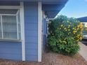 An exterior view showcasing siding, white trim and brick accent, and a vibrant yellow flowering shrub at 5335 Rod Ct # 102, Las Vegas, NV 89122