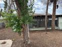 Backyard view of dilapidated home and overgrown trees at 524 5Th St, Boulder City, NV 89005