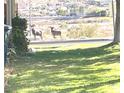 Two desert bighorn sheep in a yard, with houses in the background at 508 Tara Ct, Boulder City, NV 89005