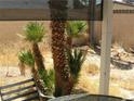 Secluded patio area with mature palm trees, offering privacy and a tranquil outdoor space at 6325 Burgundy Way, Las Vegas, NV 89107