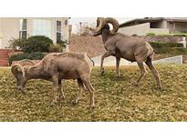 Lawn with Bighorn Sheep is adjacent to a modern home with desert landscaping, and views at 508 Tara Ct, Boulder City, NV 89005